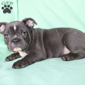 Roger, French Bulldog Puppy