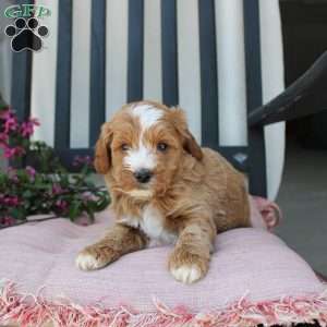 Randy, Mini Goldendoodle Puppy
