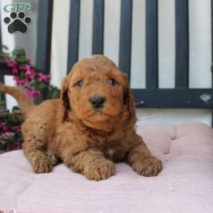 Robert, Mini Goldendoodle Puppy