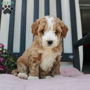 Ruby, Mini Goldendoodle Puppy