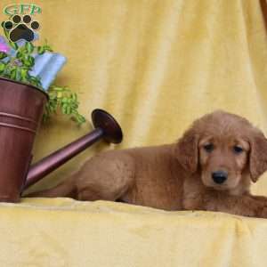 Dixon, Golden Retriever Puppy