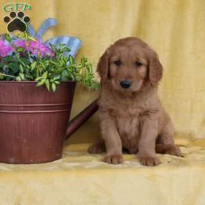 Dean, Golden Retriever Puppy