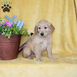 Dan, Golden Retriever Puppy