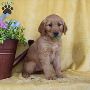 Daphne, Golden Retriever Puppy