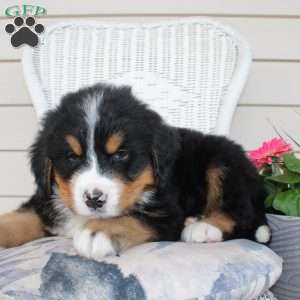 Robert, Bernese Mountain Dog Puppy