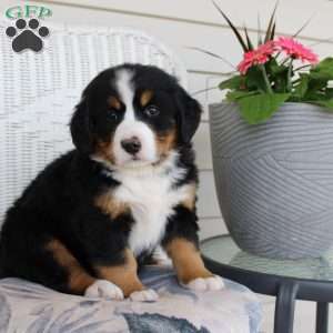 Rebecca, Bernese Mountain Dog Puppy