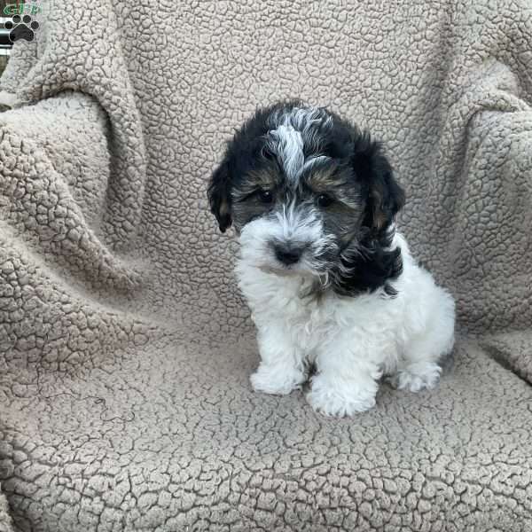 Elliot, Havanese Puppy