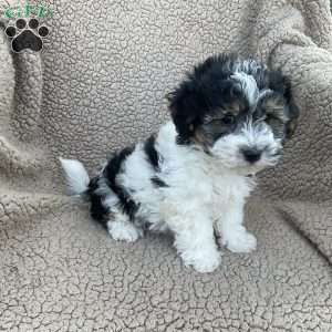 Elliot, Havanese Puppy