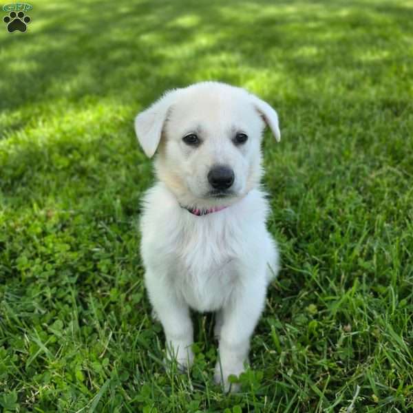 Jazzy, German Shepherd Puppy