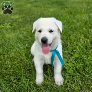Jason, German Shepherd Puppy