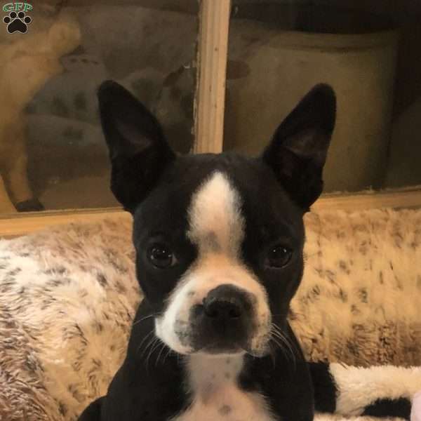 Lucy, Boston Terrier Puppy