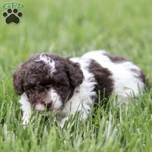 Hayes, Toy Poodle Puppy