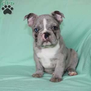 Rover, French Bulldog Puppy