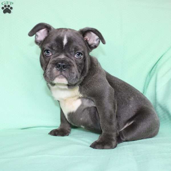 Roger, French Bulldog Puppy