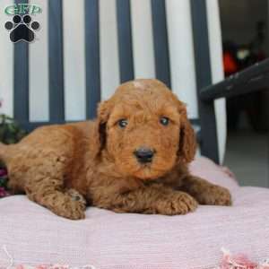 Robert, Mini Goldendoodle Puppy
