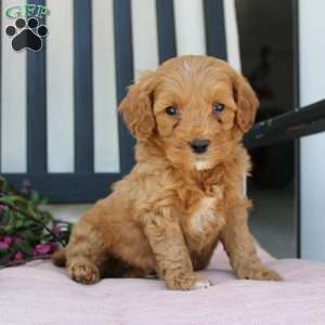 Ricky, Mini Goldendoodle Puppy
