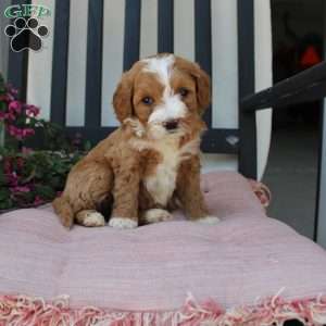 Rachel, Mini Goldendoodle Puppy