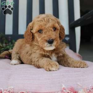 Rose, Mini Goldendoodle Puppy