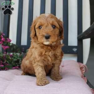 Rebecca, Mini Goldendoodle Puppy
