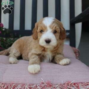 Renee, Mini Goldendoodle Puppy