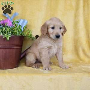 Dan, Golden Retriever Puppy