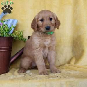 Daphne, Golden Retriever Puppy