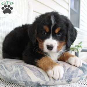 Rachel, Bernese Mountain Dog Puppy