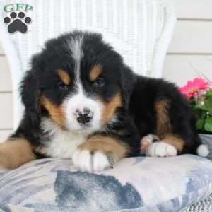Robert, Bernese Mountain Dog Puppy