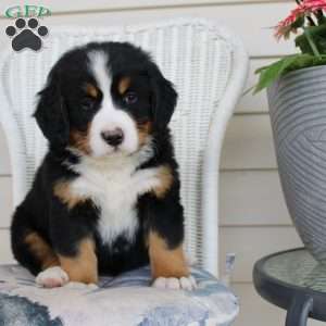 Rebecca, Bernese Mountain Dog Puppy
