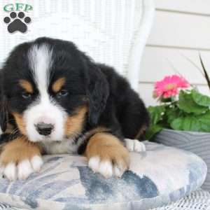 Ricky, Bernese Mountain Dog Puppy