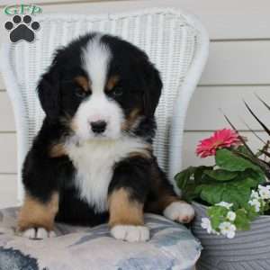 Rocky, Bernese Mountain Dog Puppy