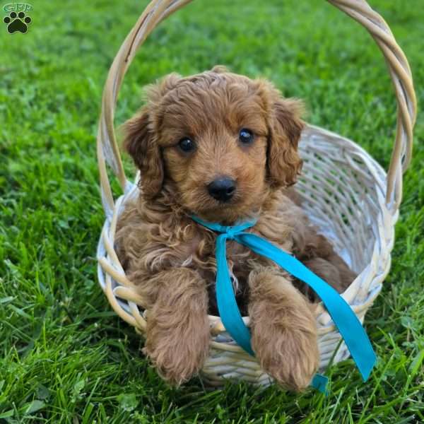 Hector, Mini Goldendoodle Puppy