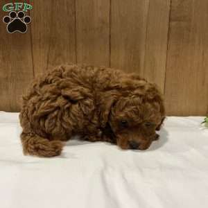 Peaches, Toy Poodle Puppy