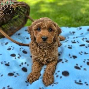 Hudson, Mini Goldendoodle Puppy