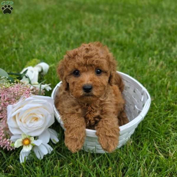 Holly, Mini Goldendoodle Puppy