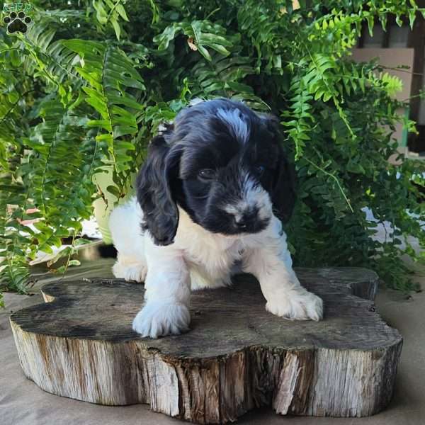 Riley, Dachshund Mix Puppy