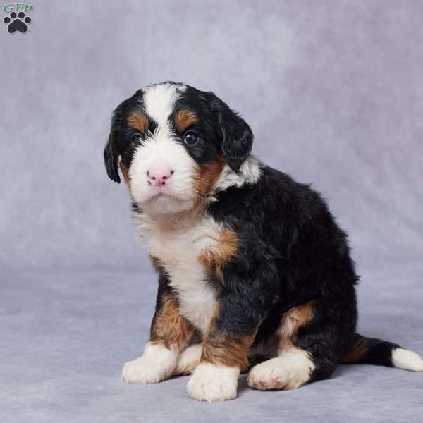 Luna, Mini Bernedoodle Puppy