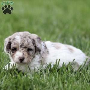 Hugo, Toy Poodle Puppy