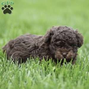 Harley, Toy Poodle Puppy
