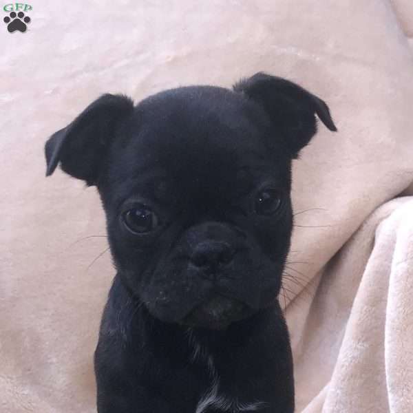 June, Bugg Puppy