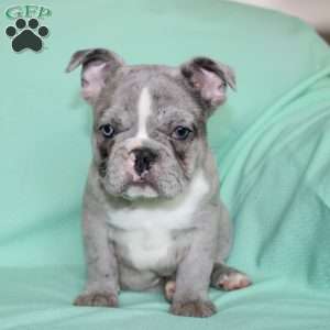 Rover, French Bulldog Puppy