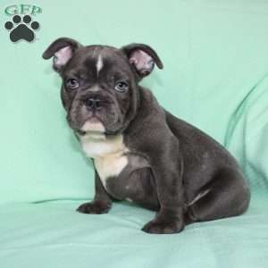 Roger, French Bulldog Puppy