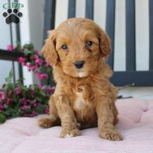 Ricky, Mini Goldendoodle Puppy