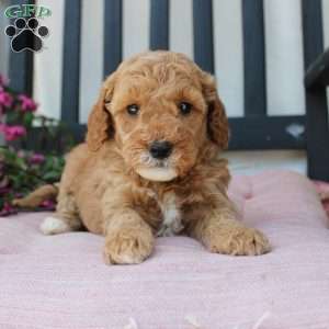 Rose, Mini Goldendoodle Puppy