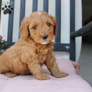 Rebecca, Mini Goldendoodle Puppy