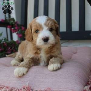 Renee, Mini Goldendoodle Puppy