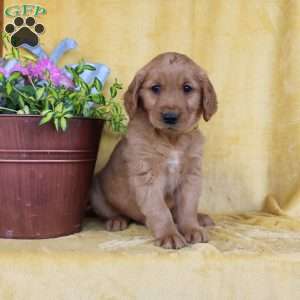 Davis, Golden Retriever Puppy