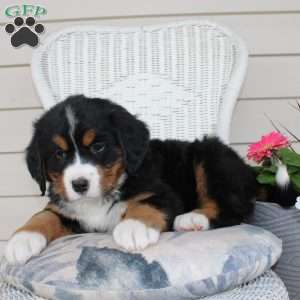 Rachel, Bernese Mountain Dog Puppy