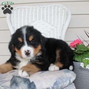 Robert, Bernese Mountain Dog Puppy