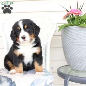 Rebecca, Bernese Mountain Dog Puppy